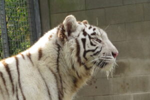 thumbnail (1)